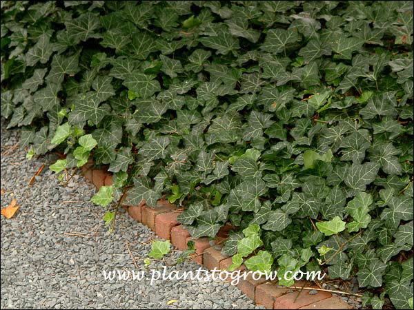 These were growing in a shade site.  Notice the lighter color of the new growth.
